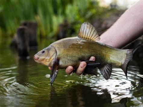 Tench: Habitat, Care, Aquarium Maintenance