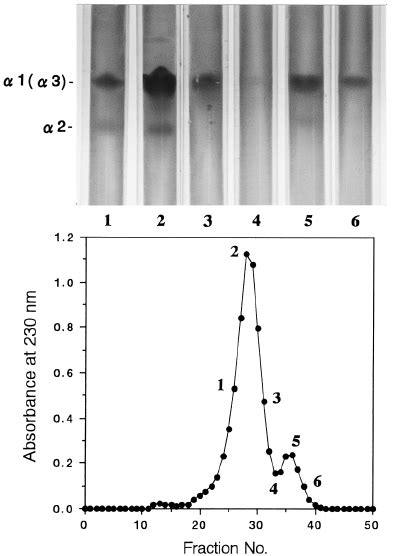 SDS-polyacrylamide gel electrophoresis of porcine skin type I collagen ...