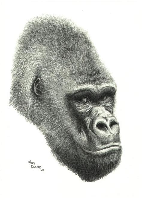 Gorilla Pencil Drawing / Gorilla Ape Realist Pencil Animal Drawing ...