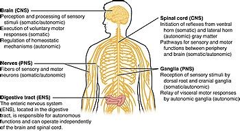 Central nervous system - Wikipedia