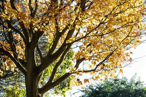 Japanese Maple, Acer Japonicum 'Vitifolium' - BBC Gardeners World Magazine