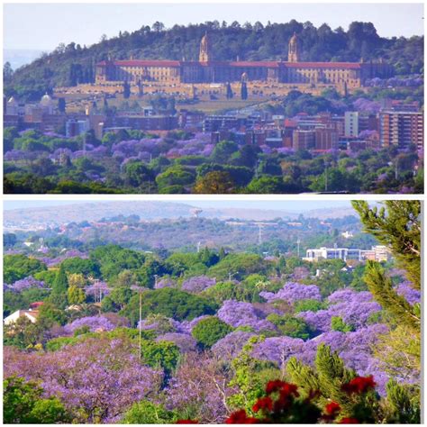 Breathtaking Views of Pretoria as Jacaranda Petals Colour it Purple ...