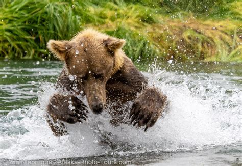 Katmai Photo Tour Trip Report - Photo Blog - Niebrugge Images