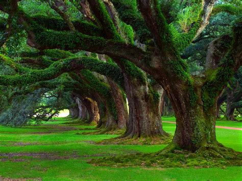 oak Trees, Grass, Trees, Moss, Green, Ancient, Nature, Landscape Wallpapers HD / Desktop and ...