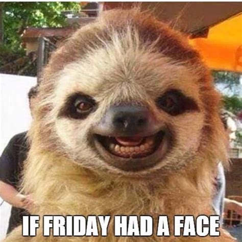 Lol :D!! Happy Friday Smiling Sloth, Smiling Animals, Baby Sloth, Cute ...