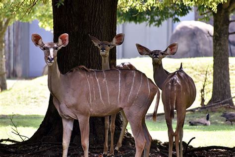 City of Montgomery, AL | Home zoo