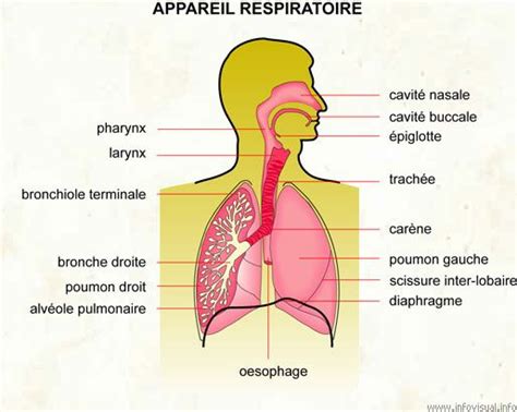 appareil respiratoire | Respiratory, Human body, Nasal cavity