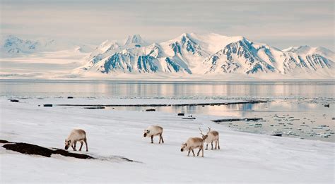 A Visit to the Nordic Islands Where Polar Bears Outnumber People | Svalbard norway, Arctic ...