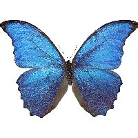 Cartoon Butterfly Transparent HQ PNG Download | FreePNGImg