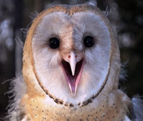 Barn Owl - Photo: Monteen McCord | Baby owls, Owl, Baby barn owl