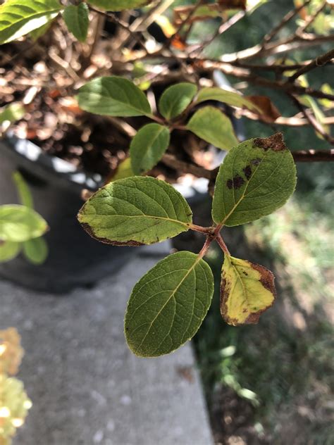 Leaf spot treatment? : r/gardening