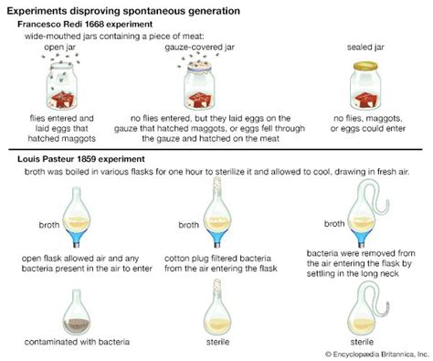 Scientific hypothesis | Definition, Formulation, & Example | Britannica