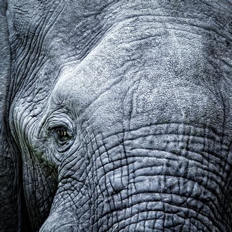 Elephants Eye Close-up Photograph by Brytta - Fine Art America