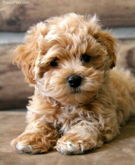 Maltipoo | Baby dogs, Puppies, Cute dogs