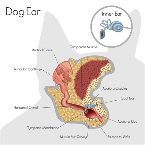 Ear infections — Elwood vet