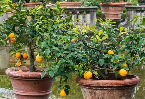 7 Perfect Patio Fruit Trees for Small Spaces | Home, Garden and ...