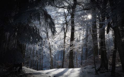 Hình nền Rừng mùa đông - Top Những Hình Ảnh Đẹp