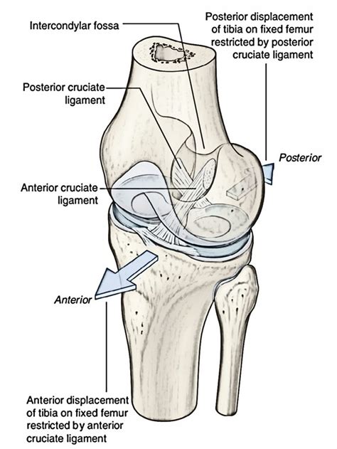 Cruciate Ligaments - Earth's Lab