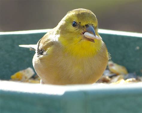 Non-breeding male American Goldfinch - FeederWatch