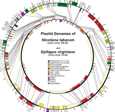 2 Comparison of plastid genome structure of Epifagus virginiana (inner... | Download Scientific ...