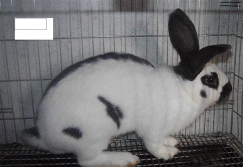 Pets: Checkered giant rabbits