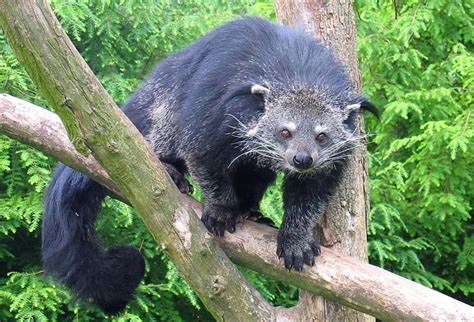 Binturong (Arctictis binturong)