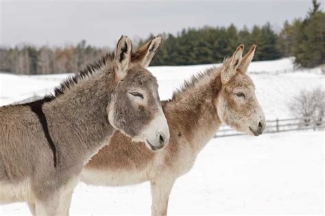 The Donkey Sanctuary of Canada of Ontario, becomes the first equine sanctuary Accredited by the ...