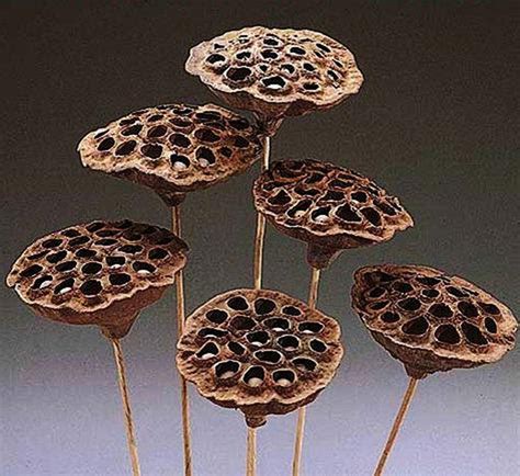 Dried Lotus Pods on Stem - Etsy | Lotus pods, Lotus flower seeds, Seed pods