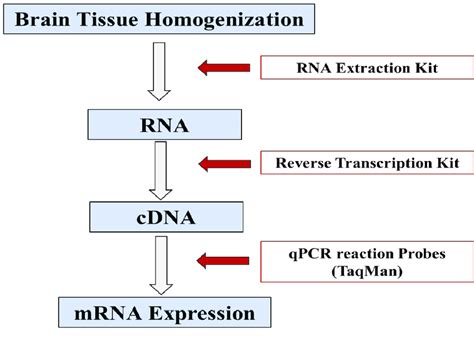 Schematic diagram showing steps done in quantitative RT-PCR ...