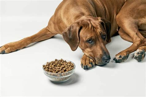 8 Home Remedies for a Sick Dog That’s Not Eating - PatchPuppy.com