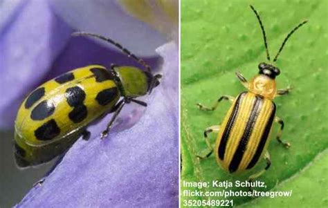 Cucumber Beetles (Striped and Spotted): Identification, Damage and ...