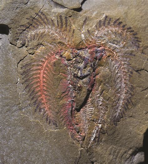 Fossils of 400-million-year-old sea creatures found - CBS News