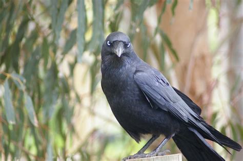 Australian Raven II by FallowpenStock on DeviantArt