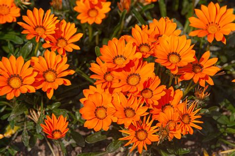 Gazanias (Treasure Flower): Plant Care & Growing Guide