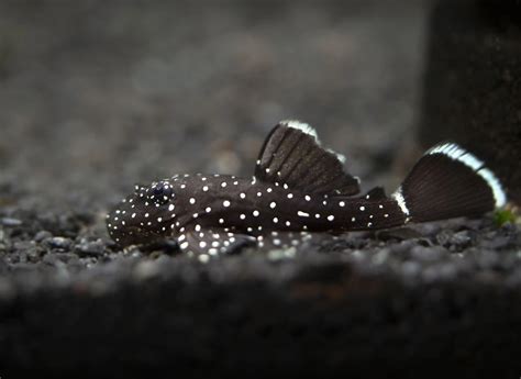 L183 Starlight AKA White Seam Bristlenose Pleco (Ancistrus dolichopterus), USA BRED!