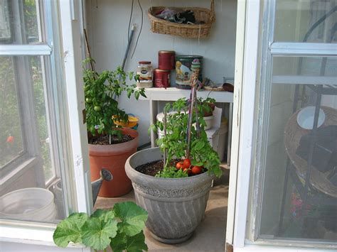 Growing Tomatoes in Containers