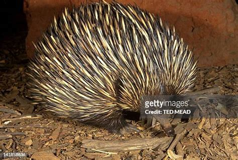 18 Echidna Egg Stock Photos, High-Res Pictures, and Images - Getty Images