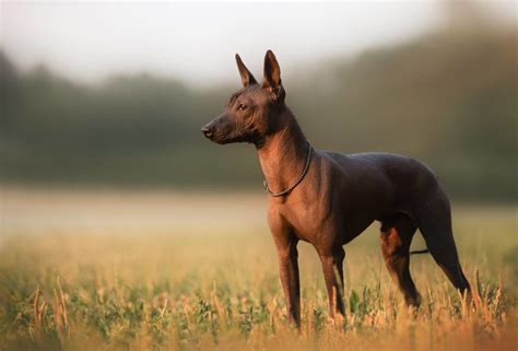 Xoloitzcuintle: Leyenda Del Perro Azteca (prehispánico) Y, 54% OFF