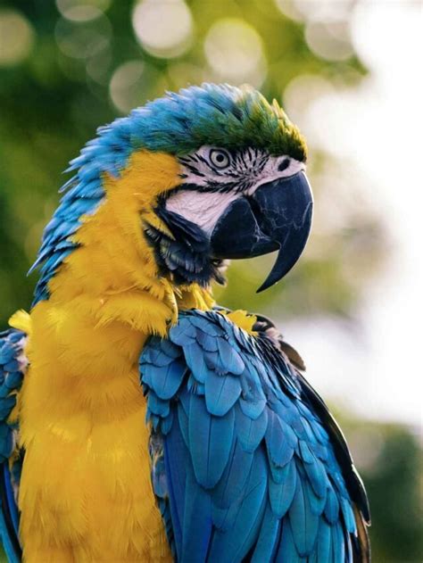 What is Parrot Fever? Know Symptoms, Causes, And Treatment - dzqsq