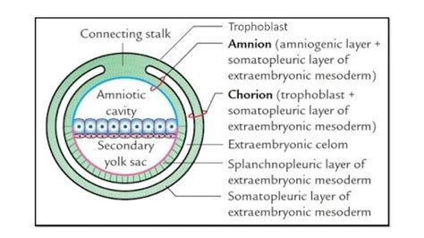 Placenta Formation (Extra Embryonic Mesoderm, Yolk Sac) - NEET PG - www ...