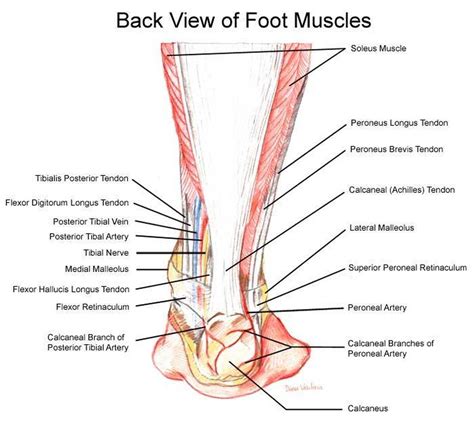 Pictures Of Ankle MusclesHealthiack