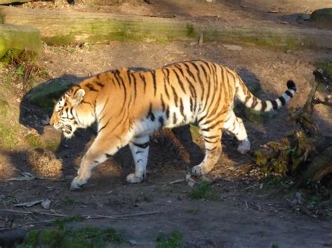 Tiergarten Nürnberg - Picture of Nuremberg Zoo, Nuremberg - TripAdvisor