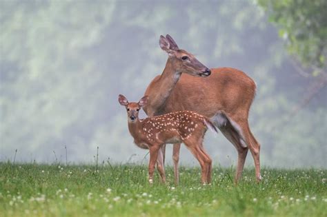 What is a Baby Deer Called? [Names of Baby Deer] - World Deer