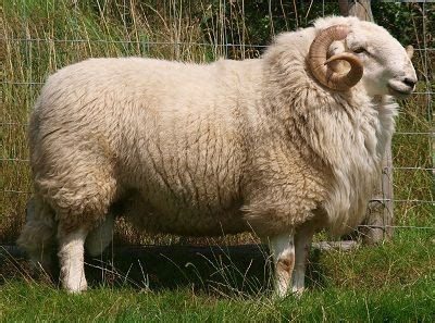 Welsh Mountain sheep - Native Breed.org