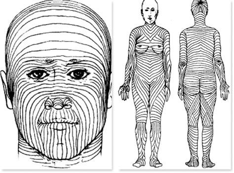 Biodynamic excisional skin tension lines for surgical excisions ...