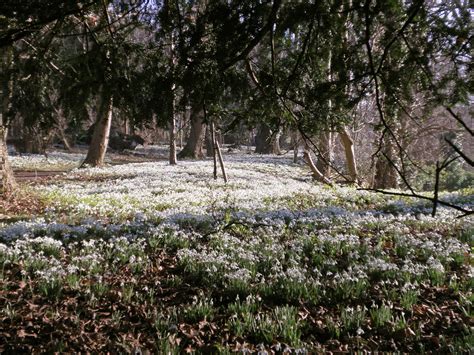 Walsingham Abbey Snowdrops | An 18 acre carpet of snowdrops … | Flickr