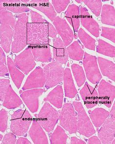 Histology: Skeletal Muscle 1 - epimysium 2 - perimysium 3 - endomysium ...