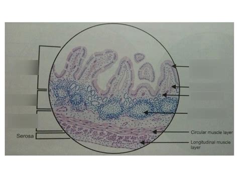 ileum Diagram | Quizlet