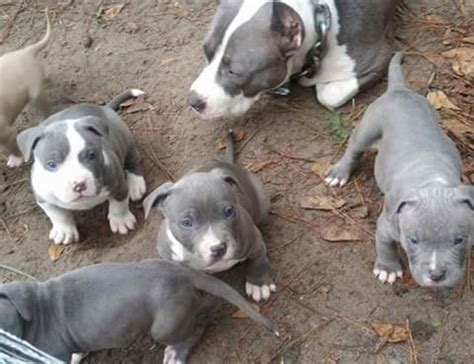 American Pit Bull Terrier Puppies For Sale | Dallas, TX #234611