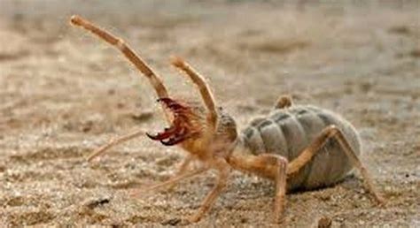 THE SECRET WEAPON OF NATURE IN IRAQ:CAMEL SPIDERS – Sandra Maksimovic-Sara – Medium